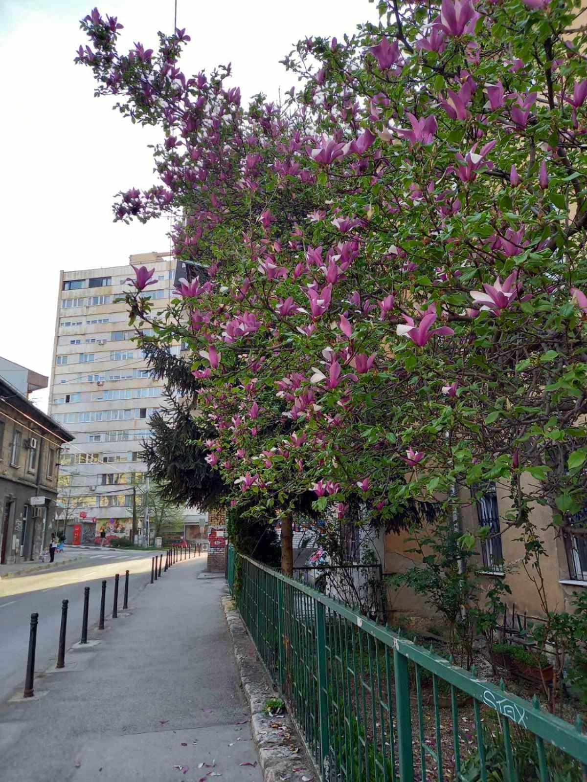 Hansa Apartment Sarajevo Luaran gambar